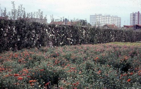 Les murs à pêches dans les années 70 (floriculture), © Gilbert Schoon