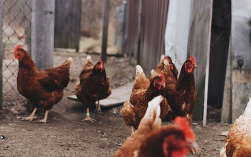 Levée de la Zone de Contrôle Temporaire suite à une suspicion de grippe aviaire dans le département