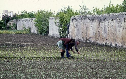 Les murs à pêches dans les années 70, © Gilbert Schoon