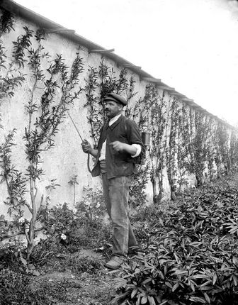 Michel Savard pulvérisant de la nicotine sur les pêchers à l’aide d’un appareil portable, le Vermorel, au début du printemps. ©Archives de la famille Savard