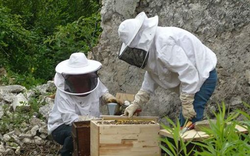 Recensement des apiculteurs à Montreuil