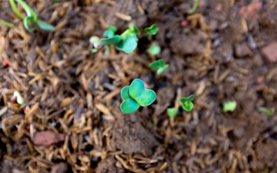 Montreuil | À la découverte de la biodiversité des sols Montreuil | À la découverte de la biodiversité des sols