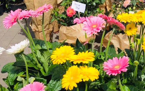 Montreuil | 22e marché aux fleurs