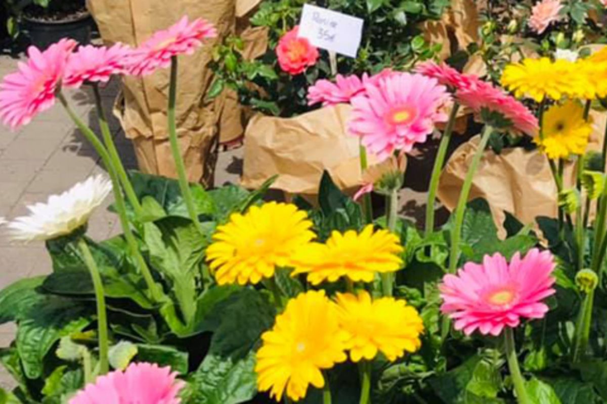 Montreuil | 22e marché aux fleurs