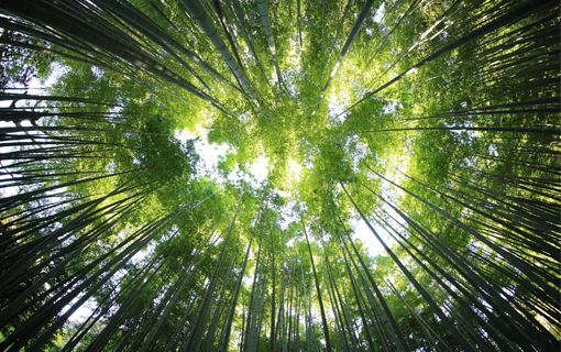 Une marche pour le climat avec l'OFAJ