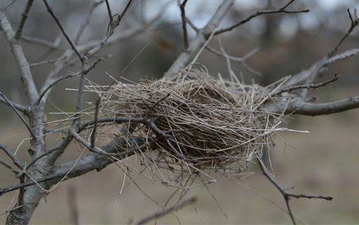 Le printemps arrive, les oiseaux font leur nid...quelques réflexes à prendre!