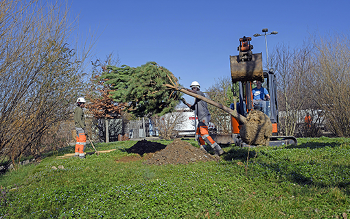 Plan arbres : 5000 arbres plantés à Montreuil d'ici à 2026