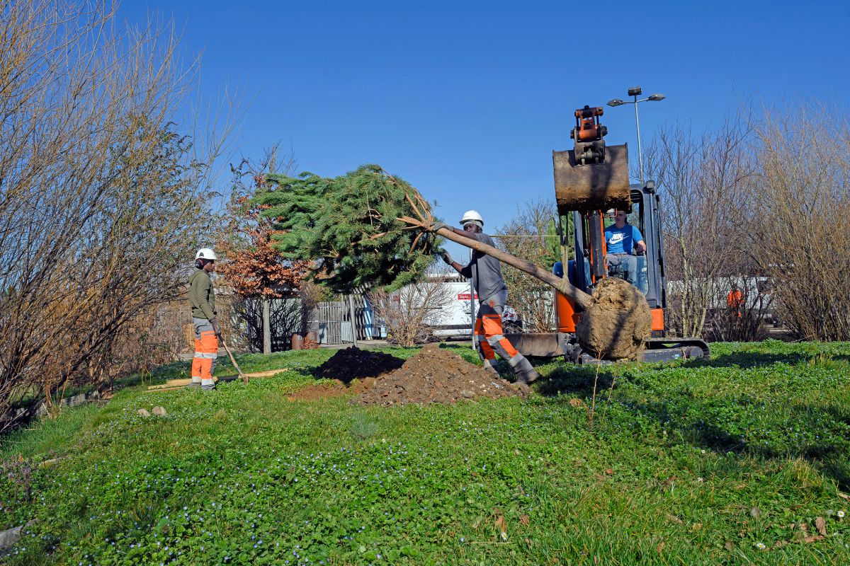 Les arbres qui dansent – ATELIER PUBLIC