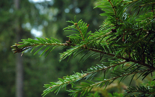 Collecte des sapins de Noël : offrez lui une seconde vie