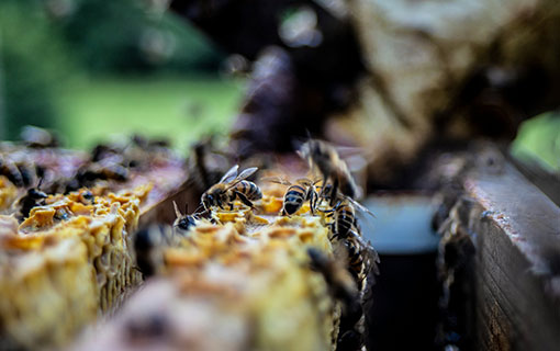 Apiculture : déclaration de ruchers